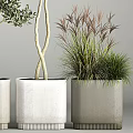 Elegant Garden Ornamental Plants With Multi Stemmed Leafy Trees White Planters And Grassy Foliage