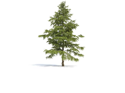 Evergreen Cedar Arbor With Dense Green Foliage And Straight Trunk In Natural Scene 3d model