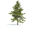 Evergreen Cedar Arbor With Dense Green Foliage And Straight Trunk In Natural Scene