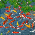 Koi carp carp goldfish koi combination red yellow goldfish lotus water lily lotus leaf aquatic plant lotus landscape plant lotus leaf lotus canopy 3d model