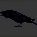 Dark Blue Raven With Open Beak And Detailed Feathers In Standing Pose