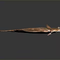 Fresh Brown Spotted Flat Flounder Fish Isolated On Dark Background With Natural Texture