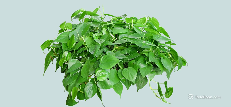 Indoor Shrub With Lush Green Heart Shaped Leaves And Healthy Growth 3d model 