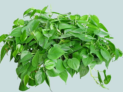 Indoor Shrub With Lush Green Heart Shaped Leaves And Healthy Growth 3d model