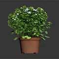 Green Potted Plant With White And Blue Small Flowers In Brown Terracotta Pot