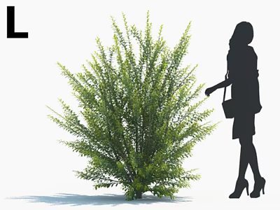 Green Bush With Lush Foliage Beside Silhouette Of Woman In Heels And Handbag 3d model