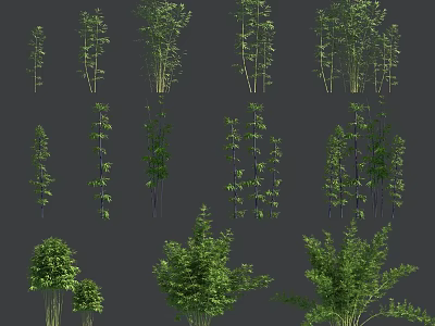 Various Bamboo Varieties Display With Different Heights Green Leaves And Stems 3d model