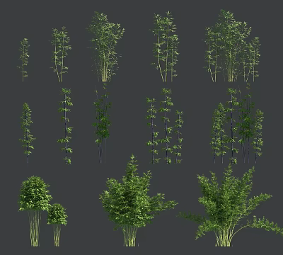 Various Bamboo Varieties Display With Different Heights Green Leaves And Stems 3d model