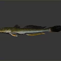 Yellowish Green And Black Fish With Orange Fins Sleek Body And Long Tail