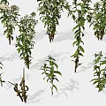 Green Plants With White Flowers In Various Sizes And Different Poses On White Background