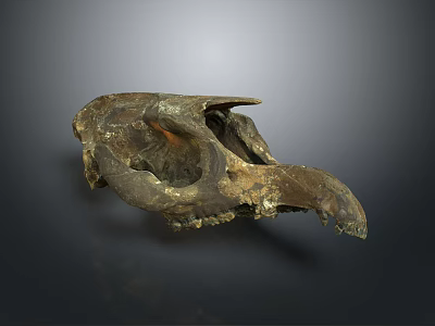 Ancient Animal Fossilized Skull With Weathered Texture And Dark Background 3d model