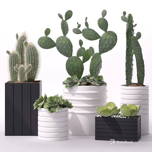 Decorative Potted Succulents And Cacti In Black White Cylindrical Square Planters 3d model 