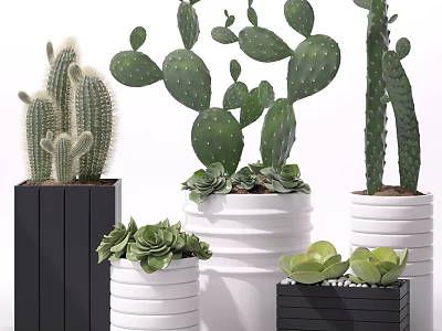 Decorative Potted Succulents And Cacti In Black White Cylindrical Square Planters 3d model