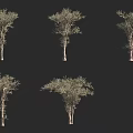 Various Arbor Trees Showing Different Canopy Shapes Isolated on Black Background 3d model