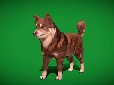 Brown and white dog standing full body on clear green background 3d model