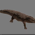 Detailed Aquatic Animal Crocodile Realistic 3D Rendering With Scaly Skin And Body Structure