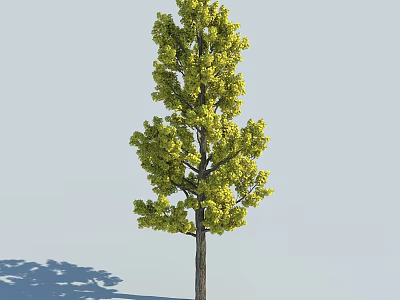 Tall Green Arbor Tree with Lush Foliage Brown Trunk and Shadow on Light Background 3d model