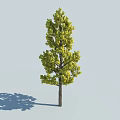 Tall Green Arbor Tree with Lush Foliage Brown Trunk and Shadow on Light Background