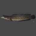 Fresh Whole Raw Fish Seafood With Dark Skin And Firm Flesh Texture