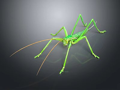 Green Grasshopper with Long Antennae and Legs on Dark Background 3d model