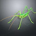 Green Grasshopper with Long Antennae and Legs on Dark Background 3d model
