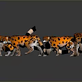 Four Orange Spotted Leopards With Black Tail Tips On Gray Background With Reflections