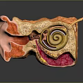 Detailed Human Ear Anatomy 3D Model With Outer Middle Inner Structures