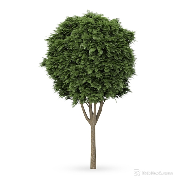 Arbor With Lush Green Foliage And Slender Brown Trunk Displaying Dense Crown 3d model 