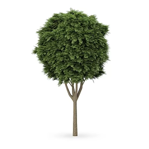 Plant Tree Outdoor Landscape Tree Garden Landscape Tree 3d model