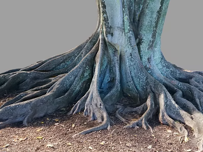 Large Arbor Featuring Massive Spreading Roots On Ground With Dry Leaves 3d model