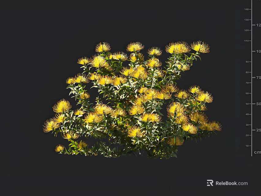 Lush Dense Yellow Flower Plant With Green Leaves On Dark Background 3d model 