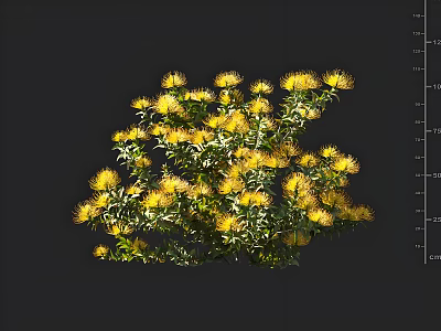 Lush Dense Yellow Flower Plant With Green Leaves On Dark Background 3d model