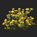 Lush Dense Yellow Flower Plant With Green Leaves On Dark Background