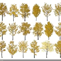 Trees With Golden Leaves Arranged in Multiple Rows Against White Background 3d model