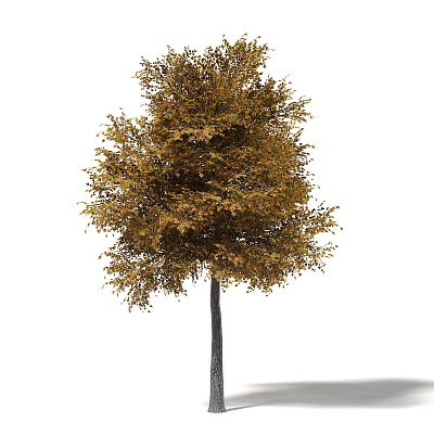 Lush Deciduous Arbor with Yellow Brown Leaves and Dark Trunk in Autumn 3d model