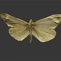 Detailed View Of White Moth Displaying Delicate Wing Texture On Dark Background With Reflection