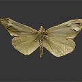 Modern Butterfly Green Vein White Colored Butterfly 3d model