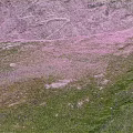 Lush Green Meadow with Scattered Stones in Natural Landscape Against Gray Mountain Cliff