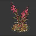 Vibrant Plant With Green Leaves Pink Flowers Small Leaves And Soil