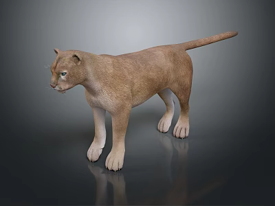 Detailed Realistic 3D Rendered Puma Standing in Side View on Neutral Background 3d model