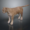 Detailed Realistic 3D Rendered Puma Standing in Side View on Neutral Background 3d model