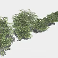 Row of Lush Green Bushes Neatly Arranged With Shadows On Light Background