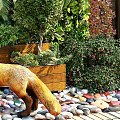 Vibrant Living Plant Wall with Lush Greenery Diverse Plants Wooden Planter Pebbles and Decorative Fox