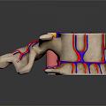 3D Rendered Limb Organ Anatomical Structure With Blood Vessels And Nerves