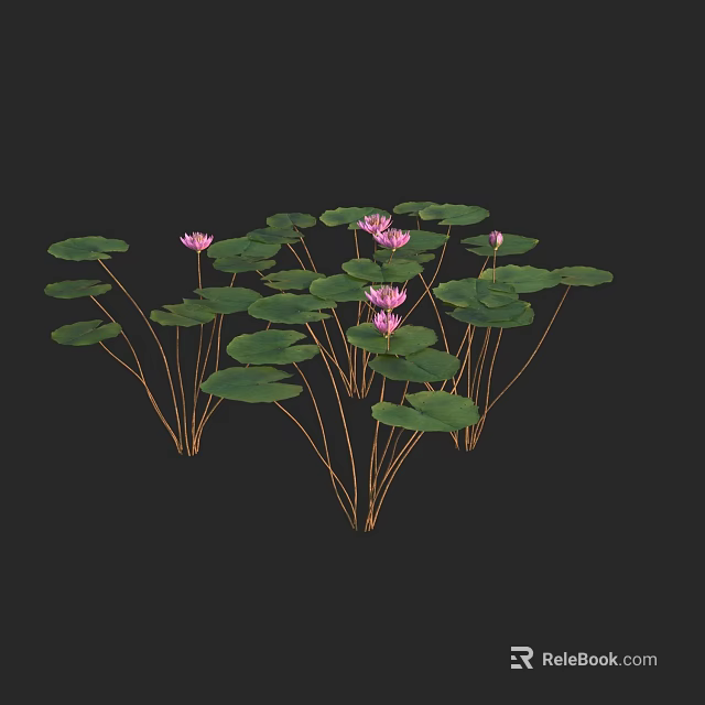 Pink Lotus Flowers With Green Lily Pads And Golden Stems On Black Background 3d model 