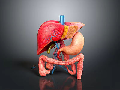 3D Rendered Human Organs Anatomical Model Showing Liver Stomach Intestines Structure And Vascular System 3d model
