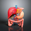 3D Rendered Human Organs Anatomical Model Showing Liver Stomach Intestines Structure And Vascular System
