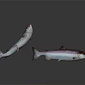 Silver Colored Salmon Fish One Leaping And One Lying On White Background