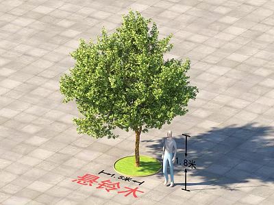 Platanus Tree with 3 Meters Height Standing on Paved Ground in Outdoor Area 3d model