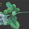 Purple Rose With Green Leaves Stem And Bud On Dark Background